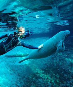 a woman scubas next to a seal in the water