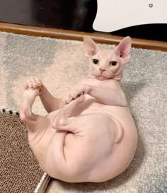 a hairless cat laying on top of a rug