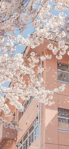 some white flowers are in front of a pink building with windows and balconies