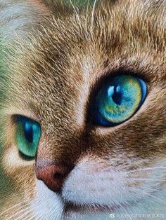 a close up of a cat's face with blue eyes