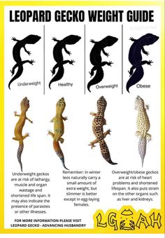 the leopard gecko weight guide is shown with different lizards on it's back