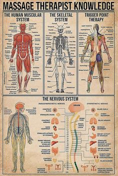 Systems Art, Therapy Room, Trigger Points, Body Anatomy, Massage Techniques