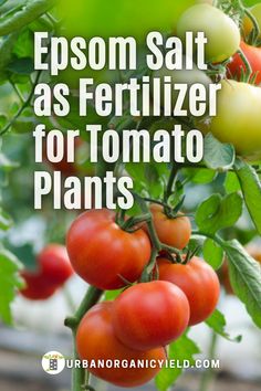 some tomatoes growing on a plant with the words epsom salt as fertilizer for tomato plants