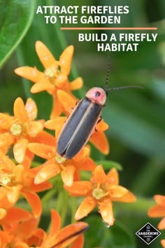 a book cover with an image of a bug on top of orange flowers and the title, attract fireflies to the garden build a firefly habitat