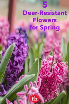 purple and pink flowers with text overlay that says 5 deer resistant flowers for spring