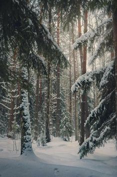 snow covered pine trees in the woods during winter