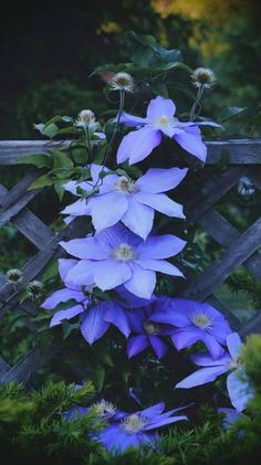 purple flowers growing on the side of a wooden fence