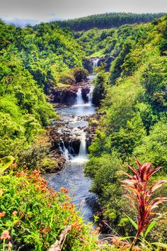 a small waterfall in the middle of a forest filled with lots of trees and plants