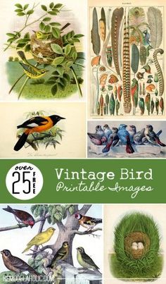 vintage bird printables from around the world are featured in this postcard set