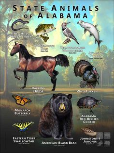 an animal poster with all the different kinds of animals in it's natural habitat