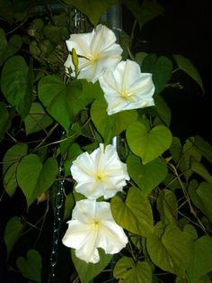 some white flowers are growing in a vase