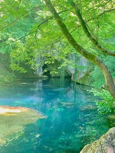 the water is crystal blue and clear in this park area with trees, rocks and green foliage