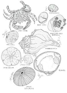 an ink drawing of sea shells and other marine animals, including crab, scallop shell