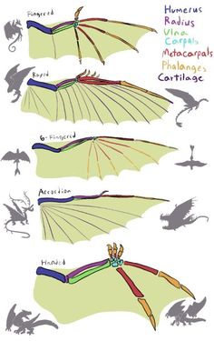 an image of different types of bats