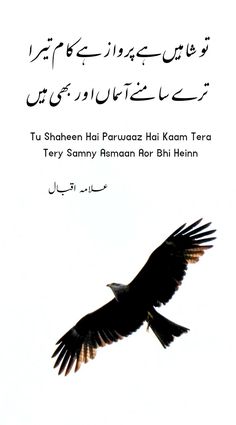 an eagle flying in the sky with arabic writing