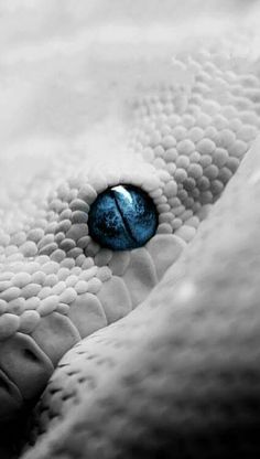 a close up of a snake's skin with a blue eyeball in the center