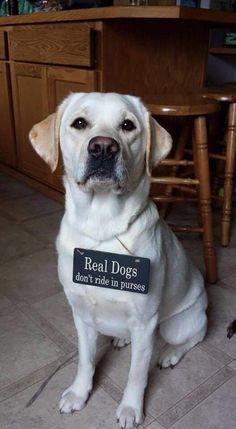 a white dog sitting on the floor with a sign that says real dogs don't ride in parking