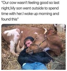 a man laying on the ground next to a cow