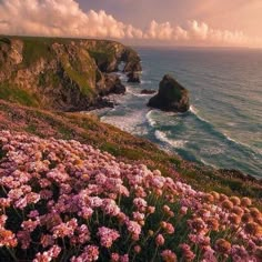 pink flowers growing on the side of a cliff next to the ocean with cliffs in the background