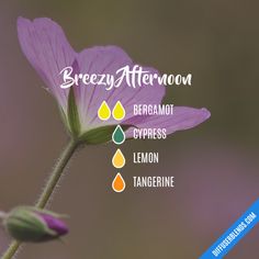 Summer Diffuser Blends, Oil Therapy, Doterra Oil, Doterra Diffuser Blends, Aromatherapy Recipes, Essential Oil Diffuser Blends Recipes, Essential Oil Remedy, Yl Oils, Oil Remedies