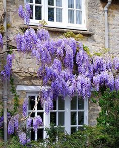 purple flowers growing on the side of a stone building with white windows and shutters