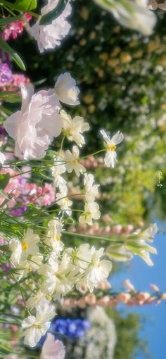 some white and pink flowers are in the foreground with blue sky in the background