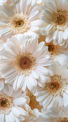 many white flowers are arranged together in this close - up photo, which shows the center part of the flower