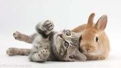 a cat and a bunny laying next to each other on the ground with their paws in the air