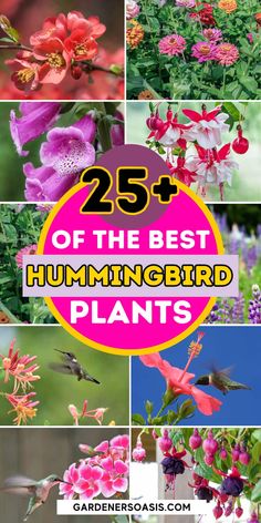 Hummingbird Plants: 25+ Of The Best Flowers That Attract Hummingbirds | Birds In The Garden Hummingbird Garden Design, Attracting Hummingbirds, Basket Flowers, Hummingbird Plants, Attract Hummingbirds, Full Sun Plants, Best Flowers