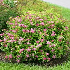 pink flowers are blooming in the green grass