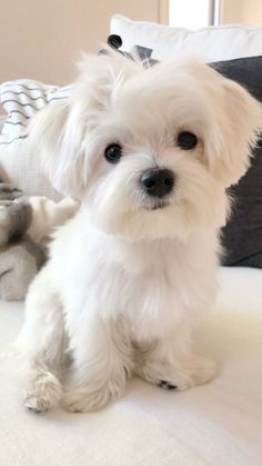 a small white dog sitting on top of a bed