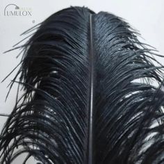 a close up of a black feather on a white background