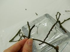 a hand holding a piece of glass with branches in it