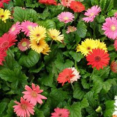 many different colored flowers are growing together