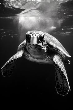 a black and white photo of a turtle swimming in the ocean with sunlight shining on it's back