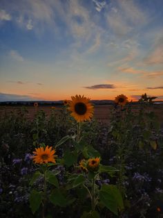 sunflowers are blooming in the field at sunset