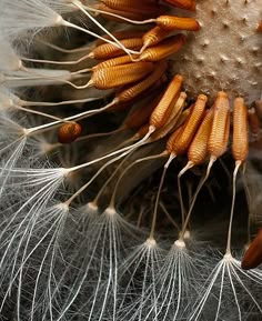 close up view of the inside of a dandelion