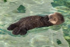 a baby otter swimming in the water