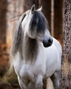 a white horse standing next to a tree in the forest with its head turned towards the camera