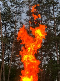 a large fire blazing in the middle of a forest