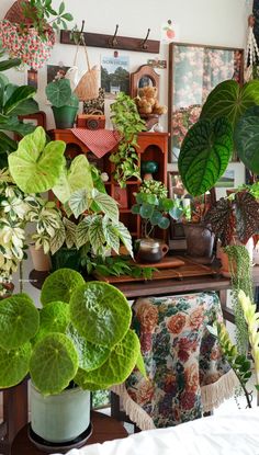 a room filled with lots of different types of potted plants on top of a wooden table