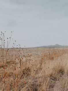 an empty field with dry grass and weeds