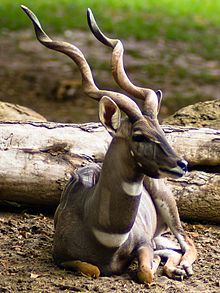 an antelope sitting on the ground next to logs