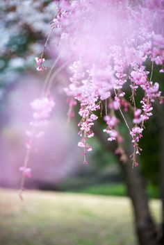 pink flowers are growing on the branches of a tree in front of a grassy area