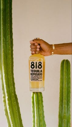 a hand holding a bottle of tequila next to a cactus