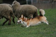 a dog chasing sheep in a grassy field