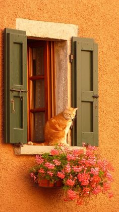 an orange tabby cat sitting on the window sill looking out at pink flowers