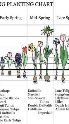 an image of spring planting chart