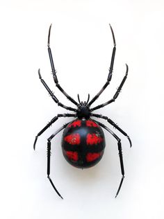 a red and black spider sitting on top of a white surface