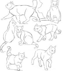 an image of cats in different poses